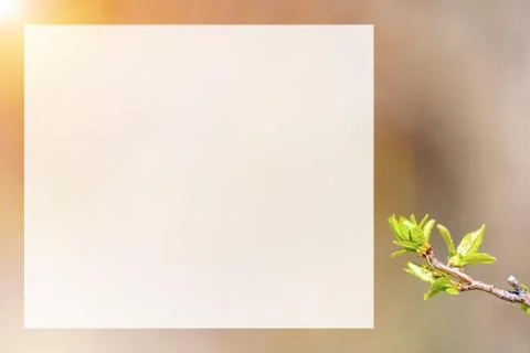 Natural spring close up background with selective focus Fotos de archivo