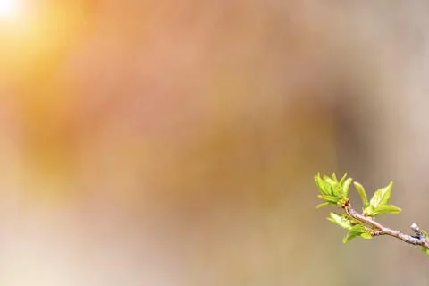 Natural spring close up background with selective focus Foto stock