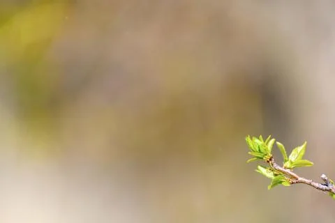 Natural spring close up background with selective focus Stock Photos