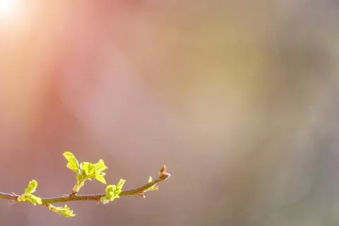 Natural spring close up background with selective focus Stock Photos
