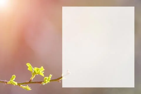 Natural spring close up background with selective focus Foto stock