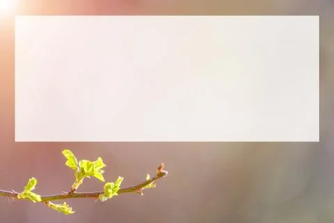 Natural spring close up background with selective focus Stock Photos