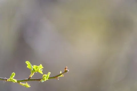 Natural spring close up background with selective focus Stock Photos