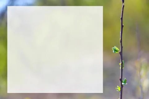 Natural spring close up background with selective focus Stock Photos