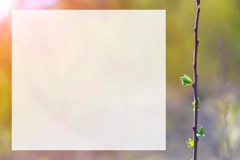 Natural spring close up background with selective focus Stock Photos