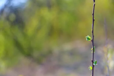 Natural spring close up background with selective focus Stock Photos