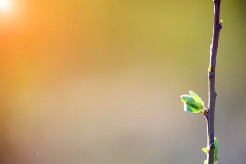 Natural spring close up background with selective focus Stock Photos