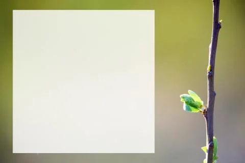 Natural spring close up background with selective focus Stock Photos