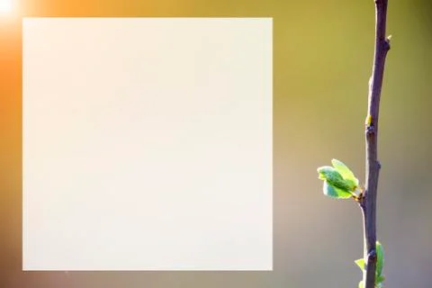 Natural spring close up background with selective focus Foto stock