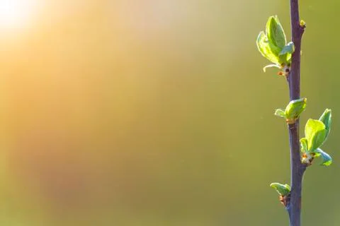 Natural spring close up background with selective focus Stock Photos