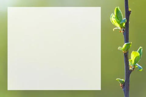 Natural spring close up background with selective focus Stock Photos