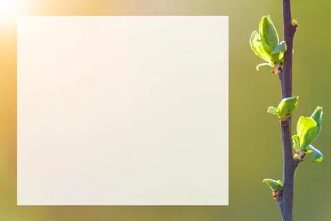 Natural spring close up background with selective focus Foto stock