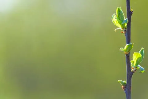 Natural spring close up background with selective focus Stock Photos