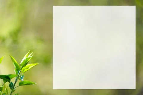 Natural spring close up background with selective focus Stock Photos