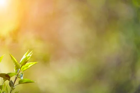 Natural spring close up background with selective focus Stock Photos