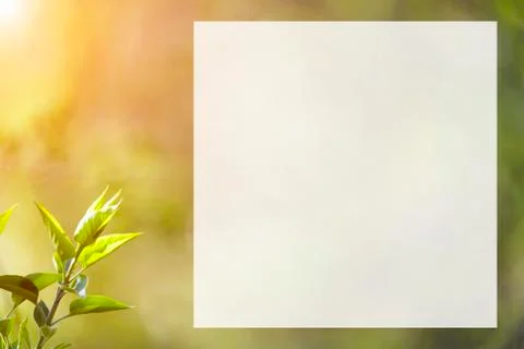 Natural spring close up background with selective focus Stock Photos