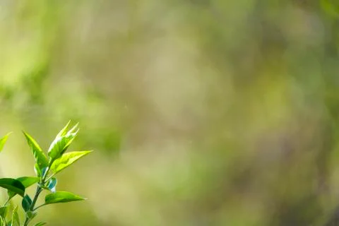 Natural spring close up background with selective focus Stock Photos