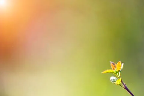 Natural spring close up background with selective focus Stock Photos