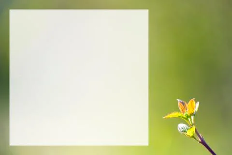 Natural spring close up background with selective focus Stock Photos