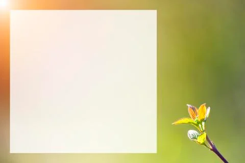 Natural spring close up background with selective focus Stock Photos