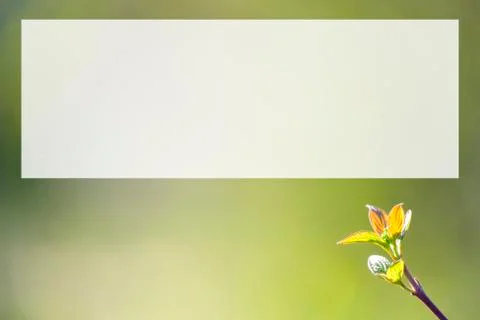 Natural spring close up background with selective focus Foto stock