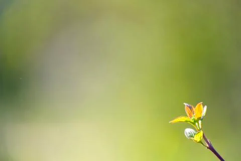 Natural spring close up background with selective focus Stock Photos