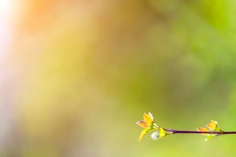 Natural spring close up background with selective focus Stock Photos