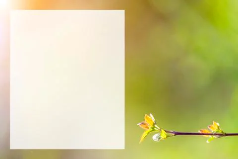 Natural spring close up background with selective focus Stock Photos