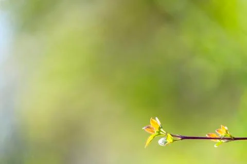 Natural spring close up background with selective focus Fotos de archivo