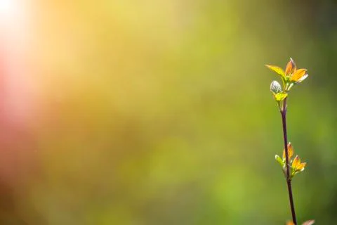 Natural spring close up background with selective focus Stock Photos