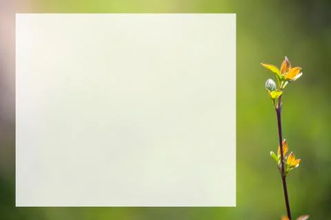 Natural spring close up background with selective focus Stock Photos