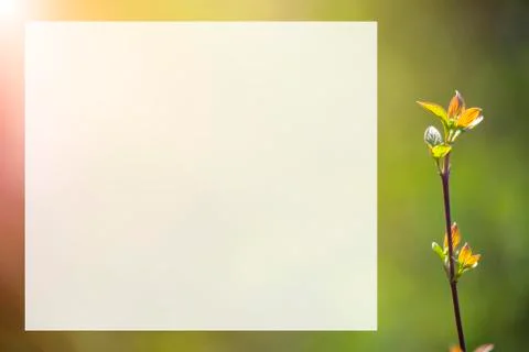 Natural spring close up background with selective focus Stock Photos