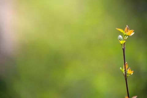 Natural spring close up background with selective focus Foto stock