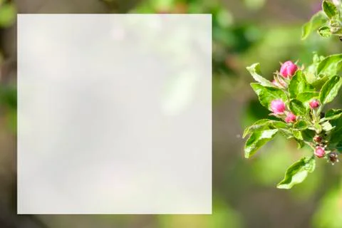 Natural spring close up background with selective focus Foto stock