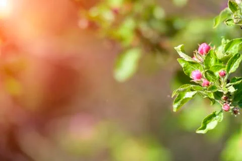 Natural spring close up background with selective focus Stock Photos
