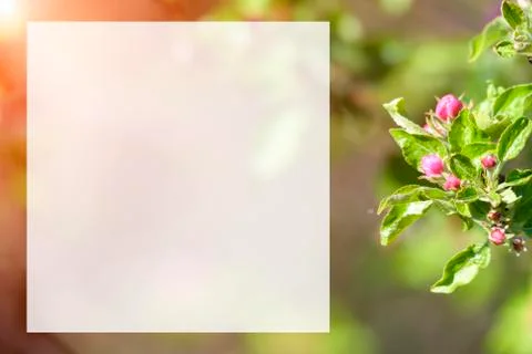 Natural spring close up background with selective focus Stock Photos