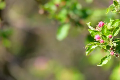 Natural spring close up background with selective focus Stock Photos