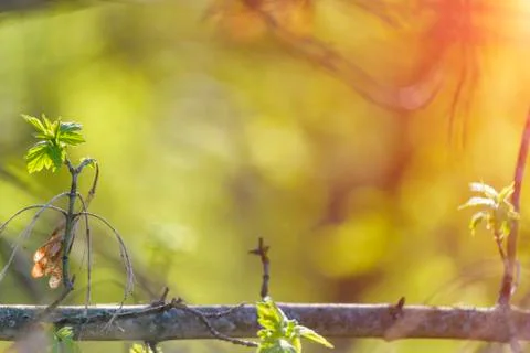 Natural spring close up background with selective focus Stock Photos