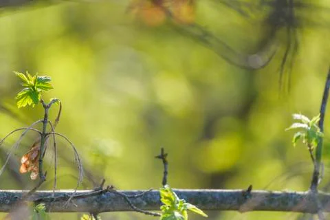 Natural spring close up background with selective focus Foto stock