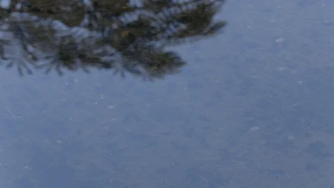 Natural spring creek with reflection Stock Footage 106780216