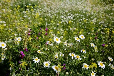 Natural spring daisy in the meadow Stock Photos