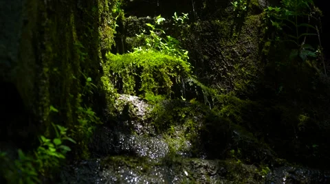 Natural spring dripping on the rock . Clear forest waterfall . Stock Footage 67108445