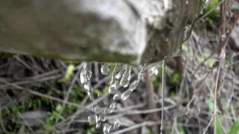 Natural spring drops fall in slow motion Stock Footage 78552153