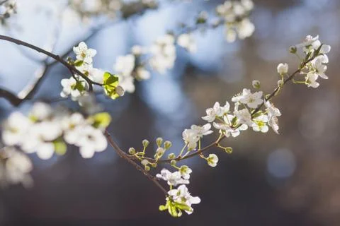 Natural spring flower, many blooming beauty flowers Stock Photos