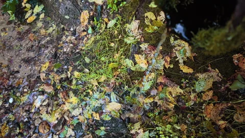 Natural spring flowing through wet autumn leaves, moss, grass, and small stones 库存影片 341736790