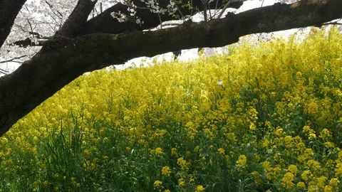 Natural spring landscape green space of yellow rapeseed flowers flied in su.. Stock Footage 320448471