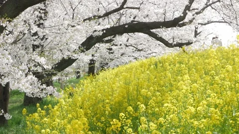 Natural spring landscape green space with cherry blossom sakura trees contr.. Stock Footage 323916489