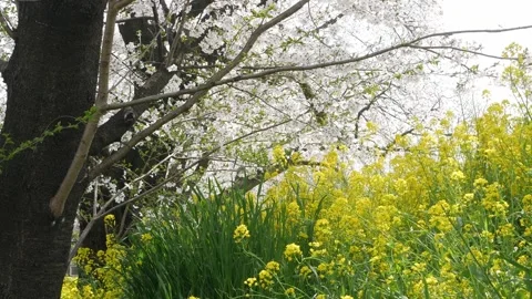 Natural spring landscape green space with cherry blossom sakura trees contr.. Видео 339575949