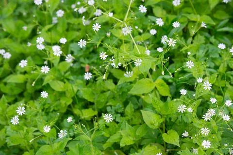 Natural spring meadow background Stock Photos
