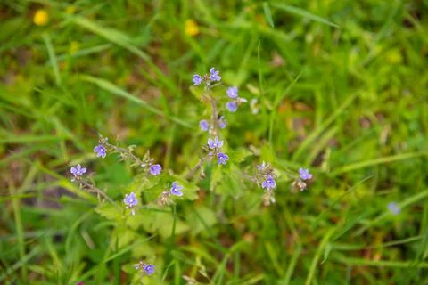 Natural spring meadow background. Veronica chamaedrys, the germander speedwel Stock Photos